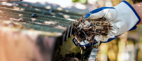 Professional Pine Needle Gutter Cleaning